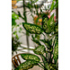 Greenmoods Kunstplant Dieffenbachia 68 cm Greenmoods Kunstplant Dieffenbachia 68 cm