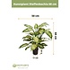 Greenmoods Kunstplant Dieffenbachia 68 cm Greenmoods Kunstplant Dieffenbachia 68 cm