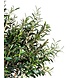 Greenmoods Kunst Olijfboom 190 cm Greenmoods Kunst Olijfboom 190 cm
