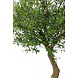 Greenmoods Kunst Olijfboom 270 cm zonder olijven Greenmoods Kunst Olijfboom 270 cm zonder olijven