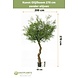 Greenmoods Kunst Olijfboom 270 cm zonder olijven Greenmoods Kunst Olijfboom 270 cm zonder olijven
