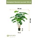 Greenmoods Kunstplant Monstera op stam 145 cm Greenmoods Kunstplant Monstera op stam 145 cm