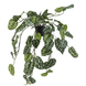 Greenmoods Kunst hangplant Scindapsus 70 cm Greenmoods Kunst hangplant Scindapsus 70 cm