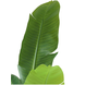 Greenmoods Kunstplant Strelitzia Nicolai 120 cm Greenmoods Kunstplant Strelitzia Nicolai 120 cm
