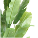 Greenmoods Kunstplant Strelitzia Nicolai 195 cm Greenmoods Kunstplant Strelitzia Nicolai 195 cm