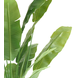 Greenmoods Kunstplant Strelitzia Nicolai 210 cm Greenmoods Kunstplant Strelitzia Nicolai 210 cm