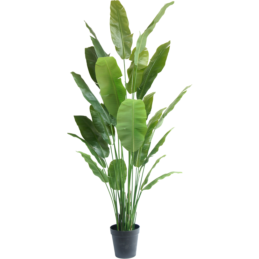 Nicolai Künstliche 240 cm Greenmoods - Strelitzia Greenmoods Pflanze
