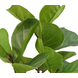 Greenmoods Kunstplant Ficus Tabaksplant 90 cm Greenmoods Kunstplant Ficus Tabaksplant 90 cm