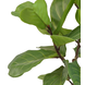 Greenmoods Kunstplant Ficus Tabaksplant 90 cm Greenmoods Kunstplant Ficus Tabaksplant 90 cm