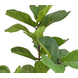 Greenmoods Kunstplant Ficus Tabaksplant 120 cm Greenmoods Kunstplant Ficus Tabaksplant 120 cm