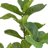 Greenmoods Kunstplant Ficus Tabaksplant 120 cm Greenmoods Kunstplant Ficus Tabaksplant 120 cm