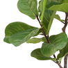 Greenmoods Kunstplant Ficus Tabaksplant 120 cm Greenmoods Kunstplant Ficus Tabaksplant 120 cm