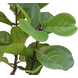 Greenmoods Kunstplant Ficus Tabaksplant 120 cm Greenmoods Kunstplant Ficus Tabaksplant 120 cm
