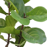 Greenmoods Kunstplant Ficus Tabaksplant 120 cm Greenmoods Kunstplant Ficus Tabaksplant 120 cm