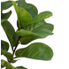 Greenmoods Kunstplant Ficus Tabaksplant 150 cm Greenmoods Kunstplant Ficus Tabaksplant 150 cm