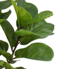 Greenmoods Kunstplant Ficus Tabaksplant 150 cm Greenmoods Kunstplant Ficus Tabaksplant 150 cm