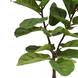 Greenmoods Kunstplant Ficus Tabaksplant 150 cm Greenmoods Kunstplant Ficus Tabaksplant 150 cm