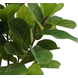 Greenmoods Kunstplant Ficus Tabaksplant 180 cm Greenmoods Kunstplant Ficus Tabaksplant 180 cm