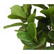 Greenmoods Kunstplant Ficus Tabaksplant 180 cm Greenmoods Kunstplant Ficus Tabaksplant 180 cm