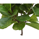 Greenmoods Kunstplant Ficus Tabaksplant 180 cm Greenmoods Kunstplant Ficus Tabaksplant 180 cm