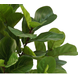 Greenmoods Kunstplant Ficus Tabaksplant 210 cm Greenmoods Kunstplant Ficus Tabaksplant 210 cm