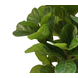 Greenmoods Kunstplant Ficus Tabaksplant 210 cm Greenmoods Kunstplant Ficus Tabaksplant 210 cm