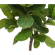 Greenmoods Kunstplant Ficus Tabaksplant 210 cm Greenmoods Kunstplant Ficus Tabaksplant 210 cm