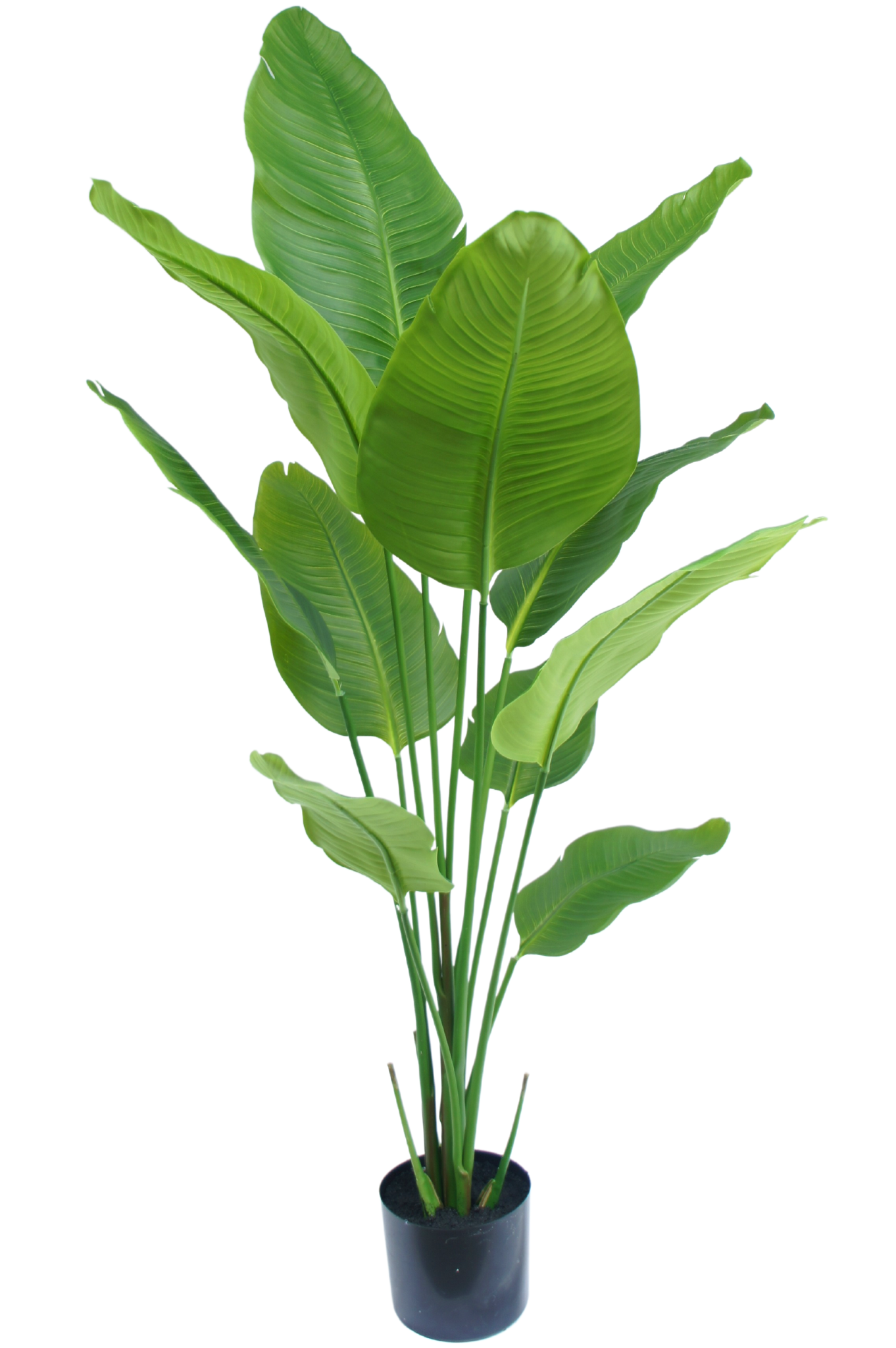 Greenmoods Pianta artificiale Strelitzia 150 cm