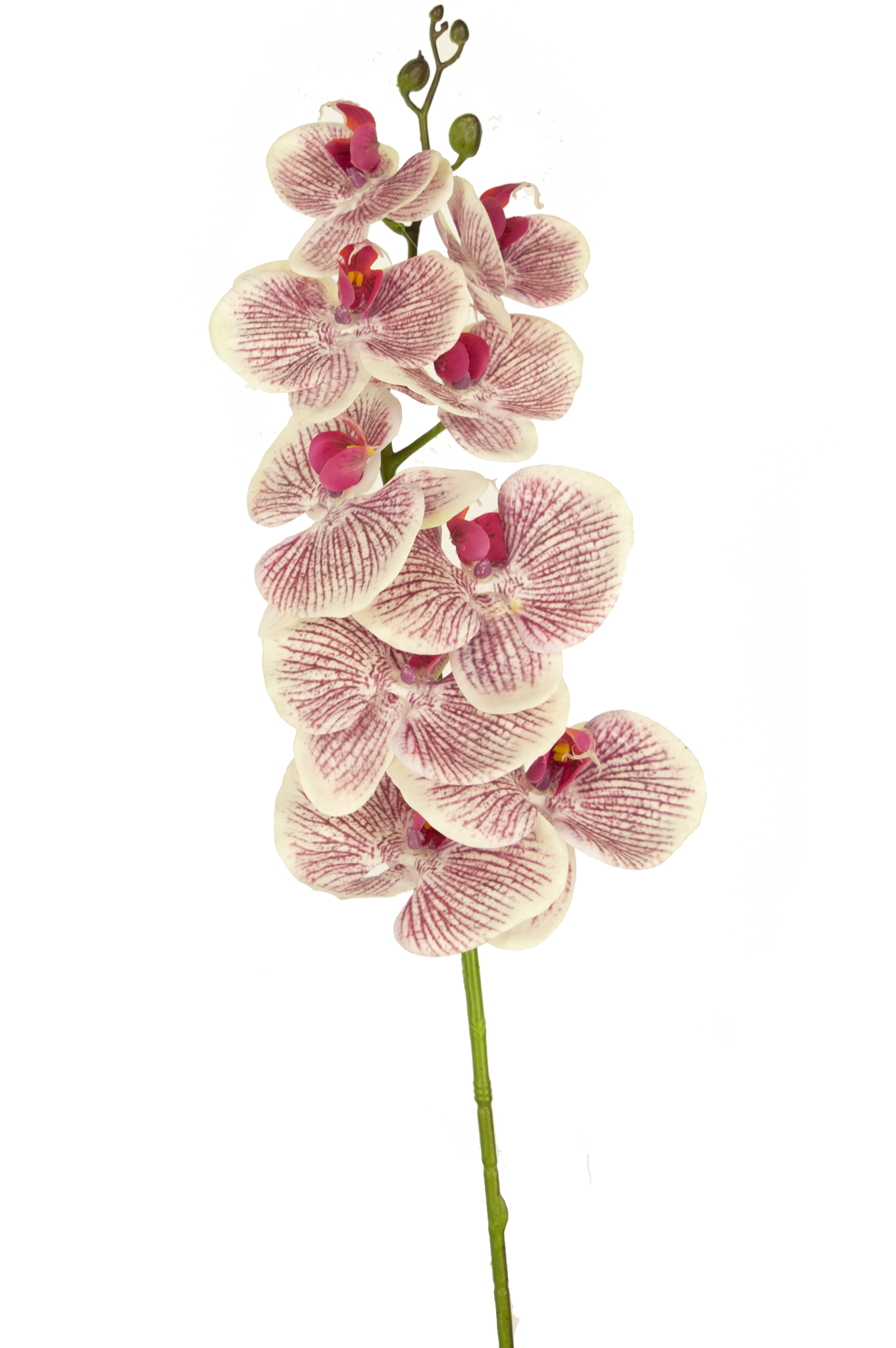 Greenmoods Orchidea artificiale Real Touch Deluxe 105 cm fucsia/bianco -  Greenmoods