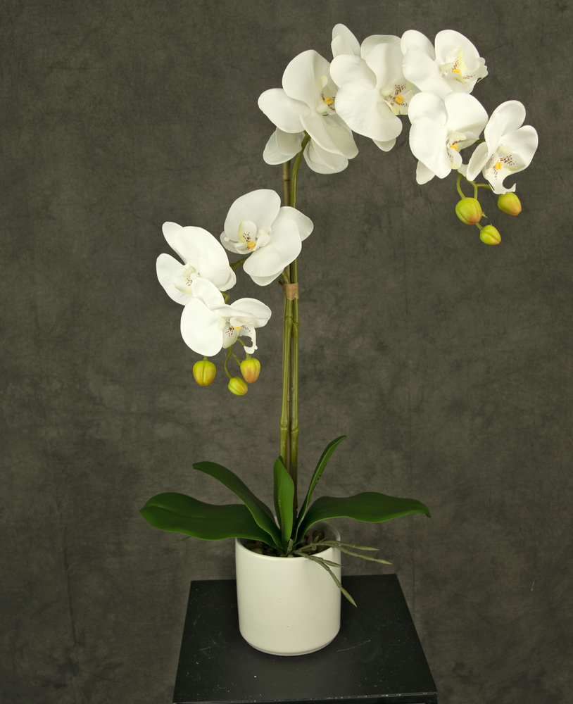 Orchidea artificiale 52 cm bianca in vaso bianco - Greenmoods