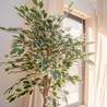 Greenmoods Kunstplant Ficus Bont 150 cm Greenmoods Kunstplant Ficus Bont 150 cm