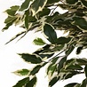 Greenmoods Kunstplant Ficus Bont 150 cm Greenmoods Kunstplant Ficus Bont 150 cm