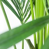 Greenmoods Kunstpalm Kentia 165 cm Greenmoods Kunstpalm Kentia 165 cm
