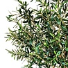 Greenmoods Kunst Olijfboom 190 cm Greenmoods Kunst Olijfboom 190 cm