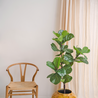 Greenmoods Kunstplant Ficus Tabaksplant 120 cm Greenmoods Kunstplant Ficus Tabaksplant 120 cm