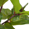 Greenmoods Kunstplant Ficus Tabaksplant 150 cm Greenmoods Kunstplant Ficus Tabaksplant 150 cm