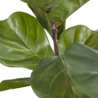 Greenmoods Kunstplant Ficus Tabaksplant 150 cm Greenmoods Kunstplant Ficus Tabaksplant 150 cm