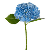 Greenmoods Hortensia artificiel « Annabelle » Real Touch Bleu 55 cm Greenmoods Hortensia artificiel « Annabelle » Real Touch Bleu 55 cm