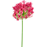 Greenmoods Fiore artificiale Agapanthus 77 cm rosa Greenmoods Fiore artificiale Agapanthus 77 cm rosa