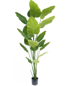 Greenmoods Kunstpflanze Strelitzie 240 cm Real Touch