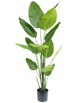 Greenmoods Kunstplant Strelitzia 180 cm real touch