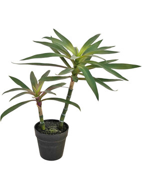 Greenmoods Plante artificielle Yucca gigantea 53 cm Greenmoods Plante artificielle Yucca gigantea 53 cm