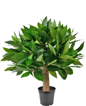Greenmoods Plante artificielle Laurier d33 cm UV Greenmoods Plante artificielle Laurier d33 cm UV