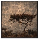 Boom II | Fotokunst op dibond