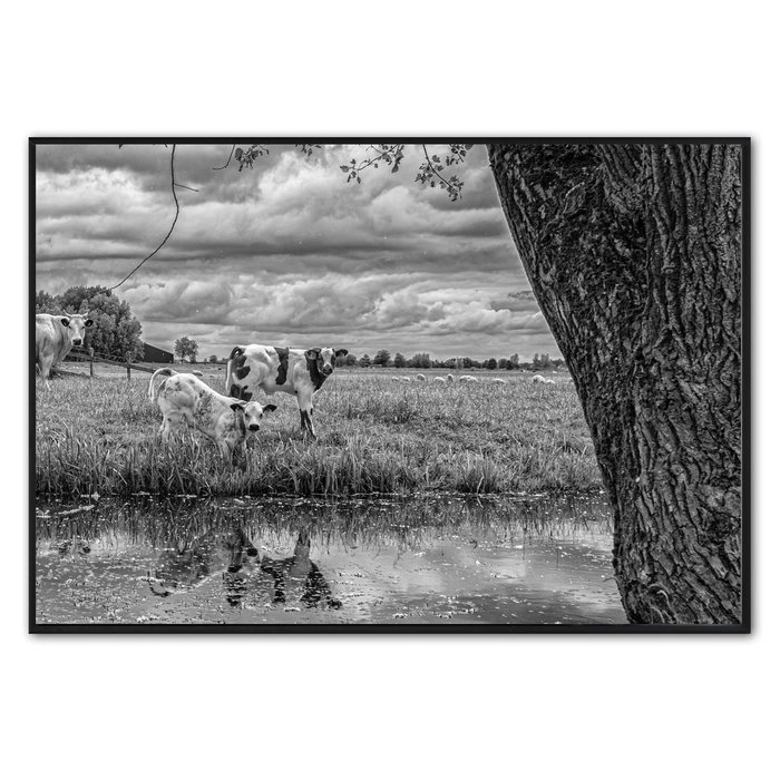 Hollandse koeien | Fotokunst op dibond