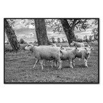 Schapen in de wei | Fotokunst op dibond