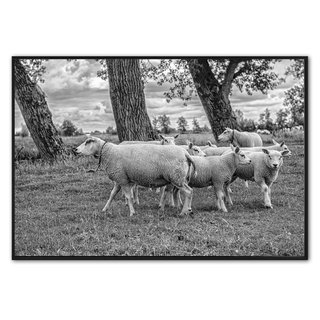 Fotokunst |  Schapen in de wei