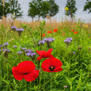 MRS Seeds & Mixtures Wildblumenmischung  einjährig - 40 Arten