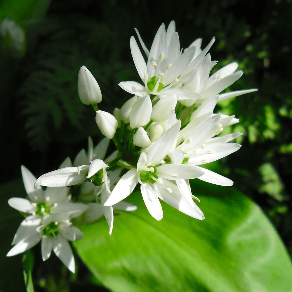 Bärlauch- Allium ursinum