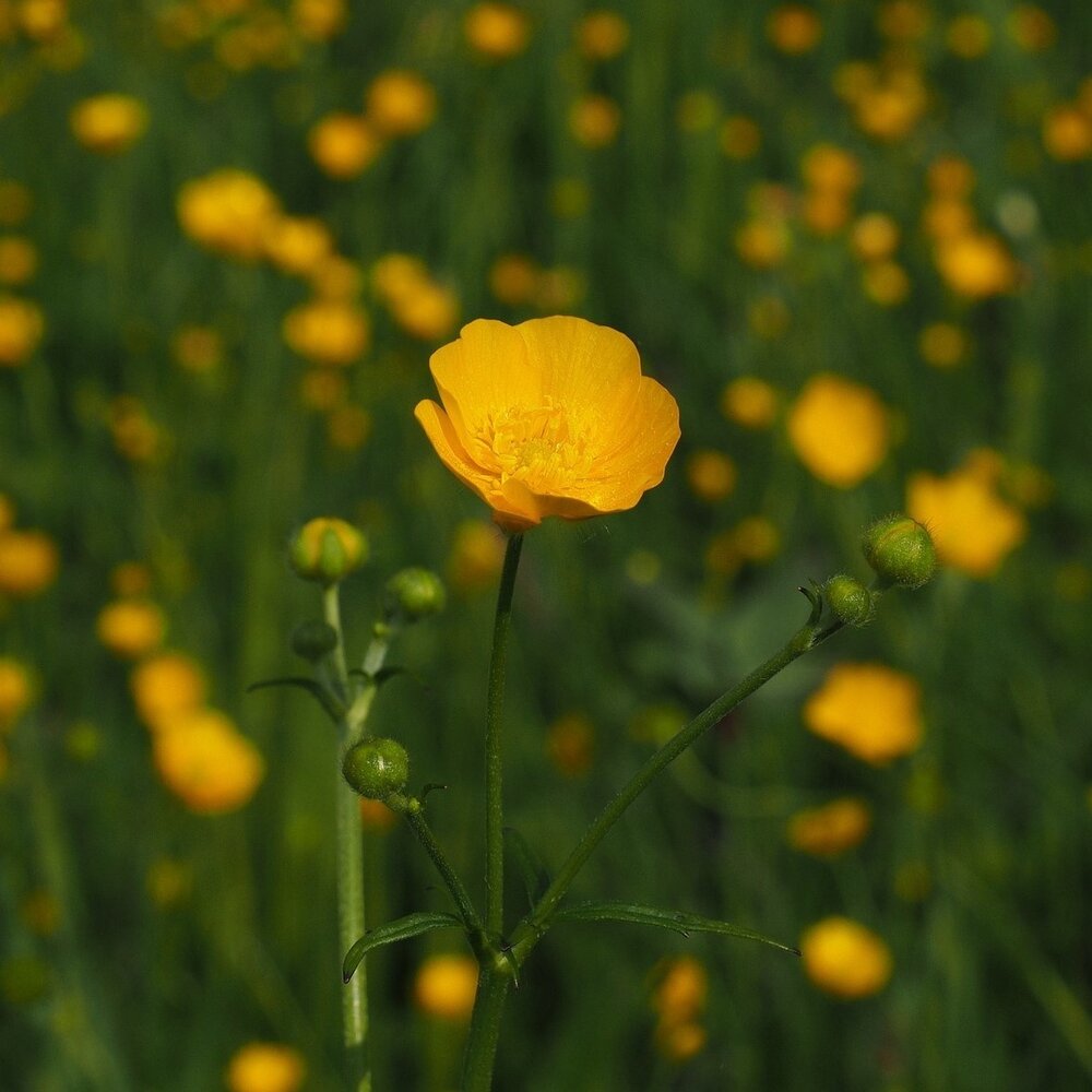 Scharfer Hahnenfuß - Ranunculus acris